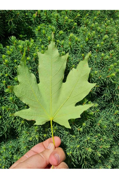 Клен сахарный лист